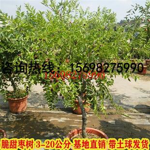 枣树活苗果树苗嫁接脆甜特大冬枣苗金丝南北方种植庭院盆地栽带土