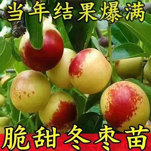 枣树苗特大沾化三代冬枣树苗矮化盆栽地栽耐寒南北方种植当年结果