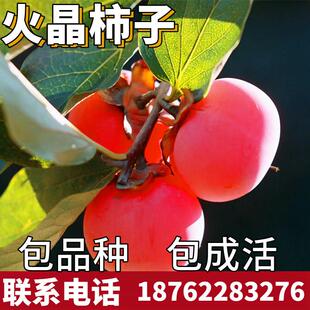 火晶柿子苗南北方庭院地栽红灯笼柿子树苗盆栽嫁接小火罐当年结果