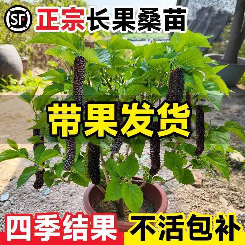 长果桑葚树苗台湾桑椹桑甚带果桑树活苗嫁接盆栽室内果树果苗阳台