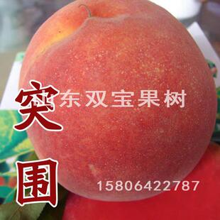 山东 嫁接早熟特大地栽 突围桃树苗北方南方种植水蜜桃树苗新品种