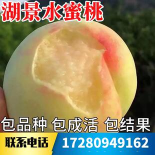 湖景水蜜桃苗南北方庭院地栽耐寒桃树果苗盆栽嫁接大树当年结果