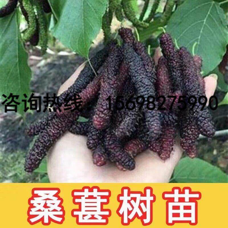 包邮正宗台湾长果桑苗带果嫁接桑葚树苗无籽黑桑果树四季开花结果