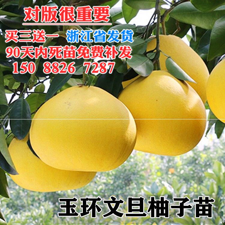 玉环柚子价格 玉环柚子图片 星期三