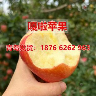 嫁接嘎啦苹果树苗新皇家红嘎啦苹果苗盆栽地栽北南方种植当年结果