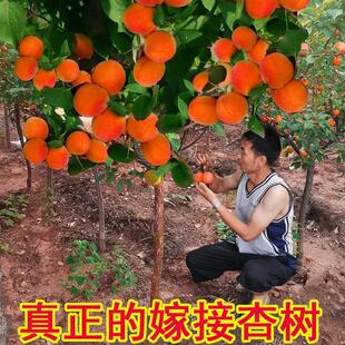 特大杏树果苗早熟晚熟盆地栽庭院嫁接凯特杏苗树苗南北方种植带土