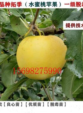 嫁接新品种青森水蜜桃苹果苗拓季toki苹果苗中熟土岐南方北方种植