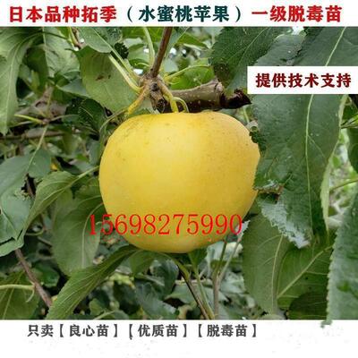 嫁接新品种青森水蜜桃苹果苗拓季toki苹果苗中熟土岐南方北方种植