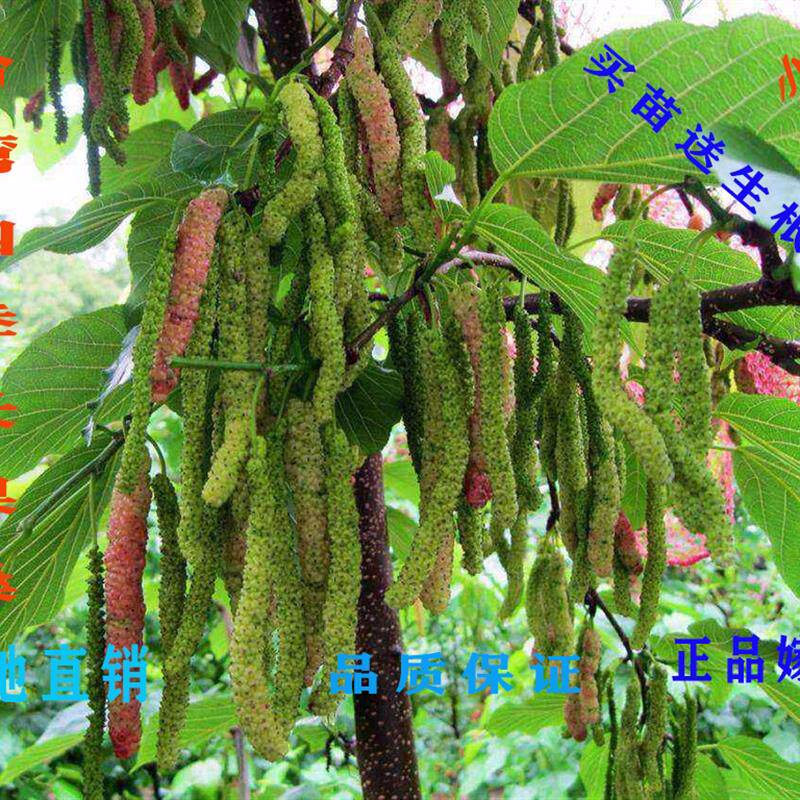 桑葚树苗台湾四季长果桑树苗大果桑树苗南北方庭院阳台盆栽种植