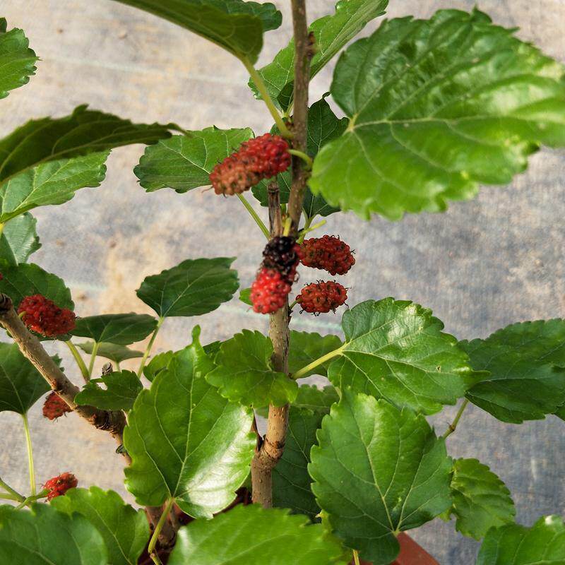 桑树桑枣桑椹树苗当年结果温度适宜四季结果南北方种植果树苗盆栽