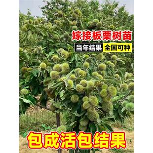 板栗苗树嫁接大红袍迁西板栗树苗南北方庭院盆栽地栽种植大板栗苗