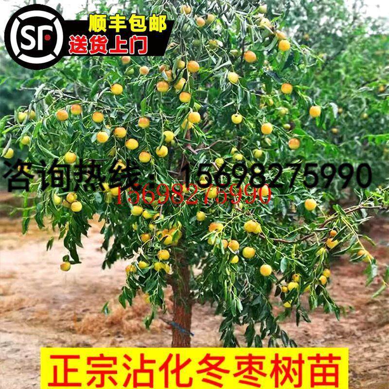 枣树活苗特大脆甜沾化冬枣南方北方庭院果树老桩金丝枣嫁接枣树苗