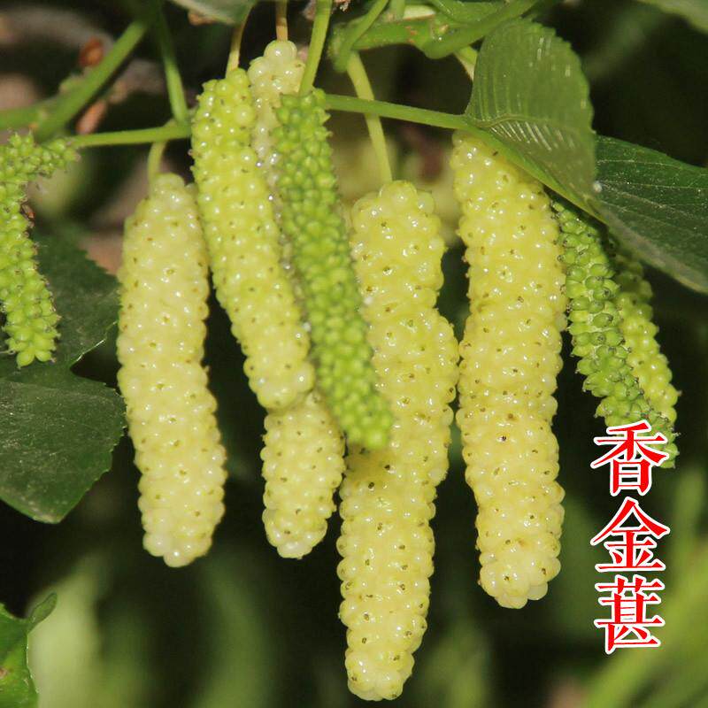 【香金葚果桑苗】新品种果桑树苗黄金香葚台湾白长果桑椹树苗基地