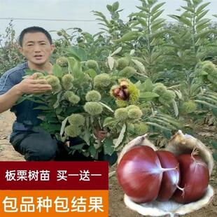 板栗树苗特大高产离壳迁西大红袍板栗树苗地载庭院南北方种植包邮