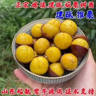 福建建瓯锥栗苗嫁接锥栗果苗板栗尖栗树苗北南方种植栗子当年结果