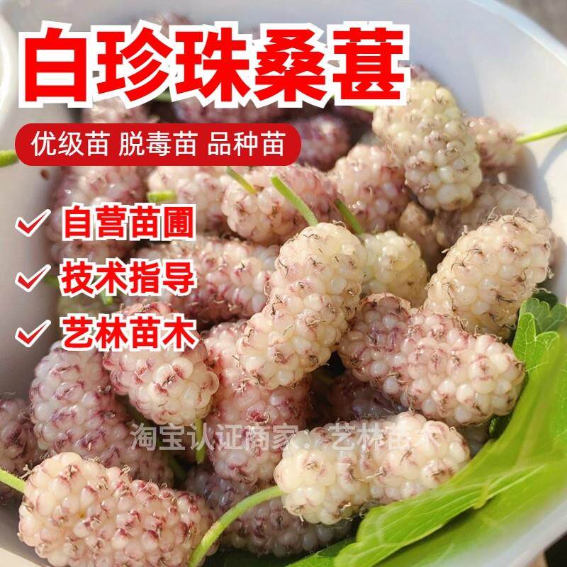 白珍珠果桑苗白色桑葚苗桑葚树苗盆栽特大南北方庭院地栽种植耐寒