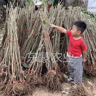 野生小板栗油栗子苗嫁接板栗果树苗锥栗子苗南方北方种植当年结果