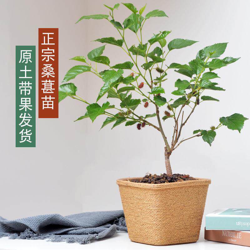 桑葚苗四季盆栽室内桌面桑树苗带果庭院阳台种植果树当年结果