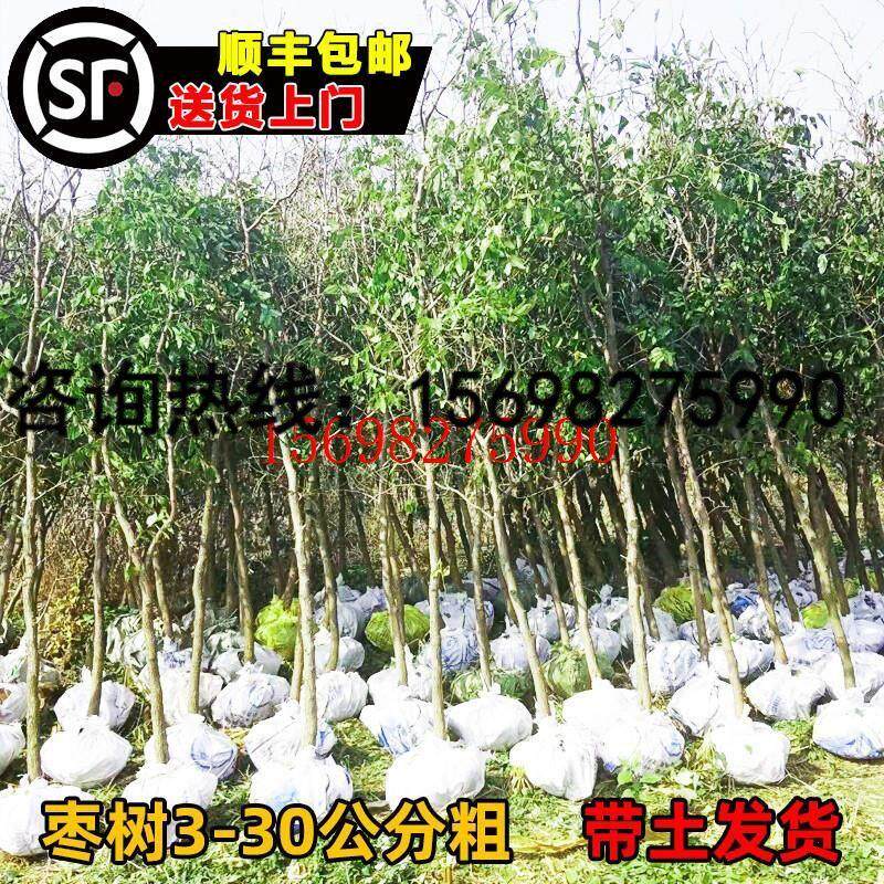 枣树活苗带土特大南方北方盆地庭院耐寒沾化脆甜金丝冬枣树苗果苗