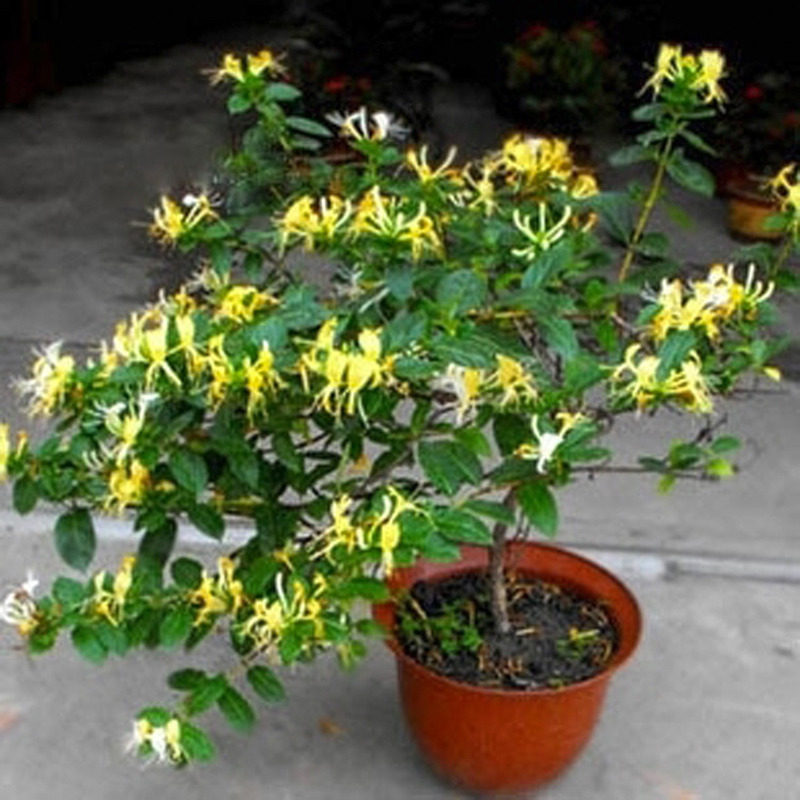 红色金银花树苗可食用药五彩老桩浓香型花卉盆栽阳台庭院爬藤植物