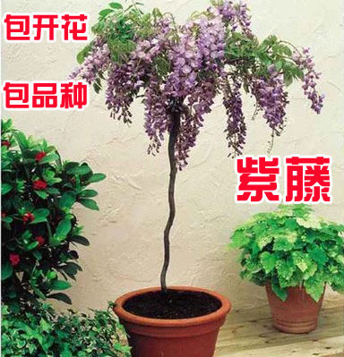 日本树苗带花庭院四季爬藤植物