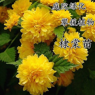 爬藤植物阳台花园庭院绿化楼顶四季开花易活好养正宗重瓣苗棣棠花