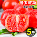包邮 蔬菜 云南普罗旺斯新鲜西红柿5斤自然熟沙瓤水果小番茄当季