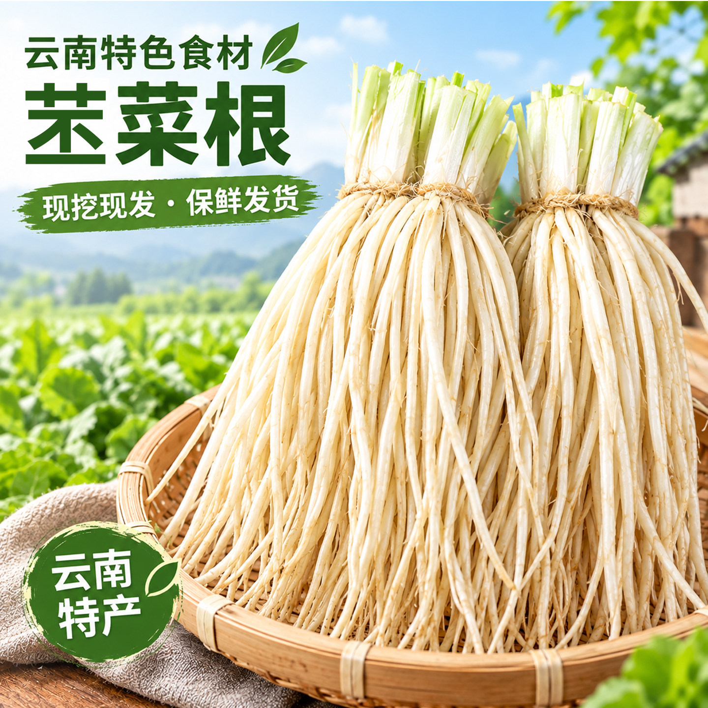 云南新鲜苤菜根韭菜根当季蔬菜