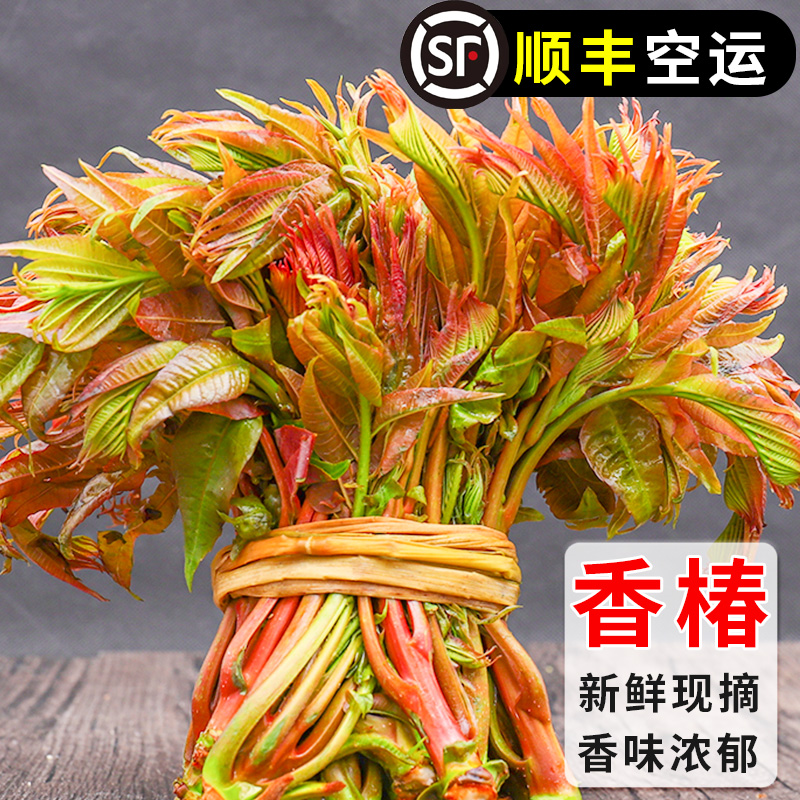 中鲜生云南香椿芽新鲜香春芽菜顺丰空运现货2024头茬香椿芽叶红油