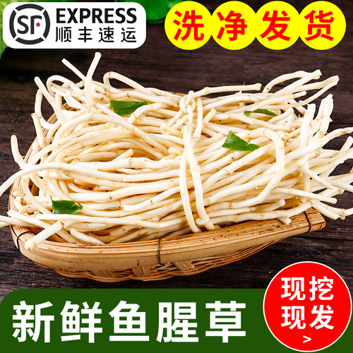 云南折耳根新鲜鱼腥草现挖新鲜嫩芽凉拌即食当季时令蔬菜特产顺丰 - 封面