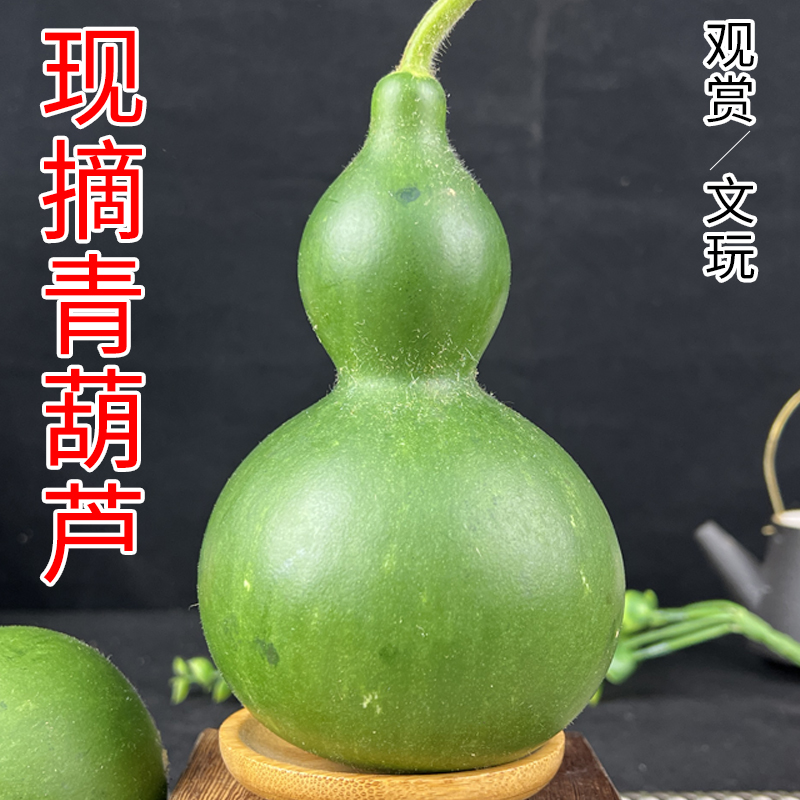 新鲜葫芦果绿皮青皮福禄果现摘摆件观赏挂件新鲜葫芦文玩大果