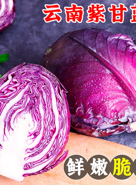 云南新鲜紫甘蓝包菜紫色莲花白蔬菜沙拉卷心菜当季整箱包邮3斤