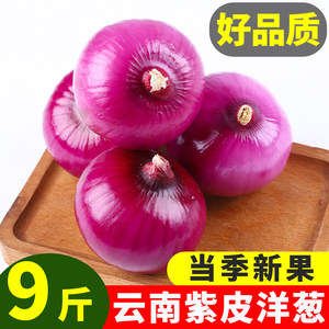 云南紫皮洋葱9斤新鲜大洋葱头农家蔬菜红皮圆葱整箱包邮现挖