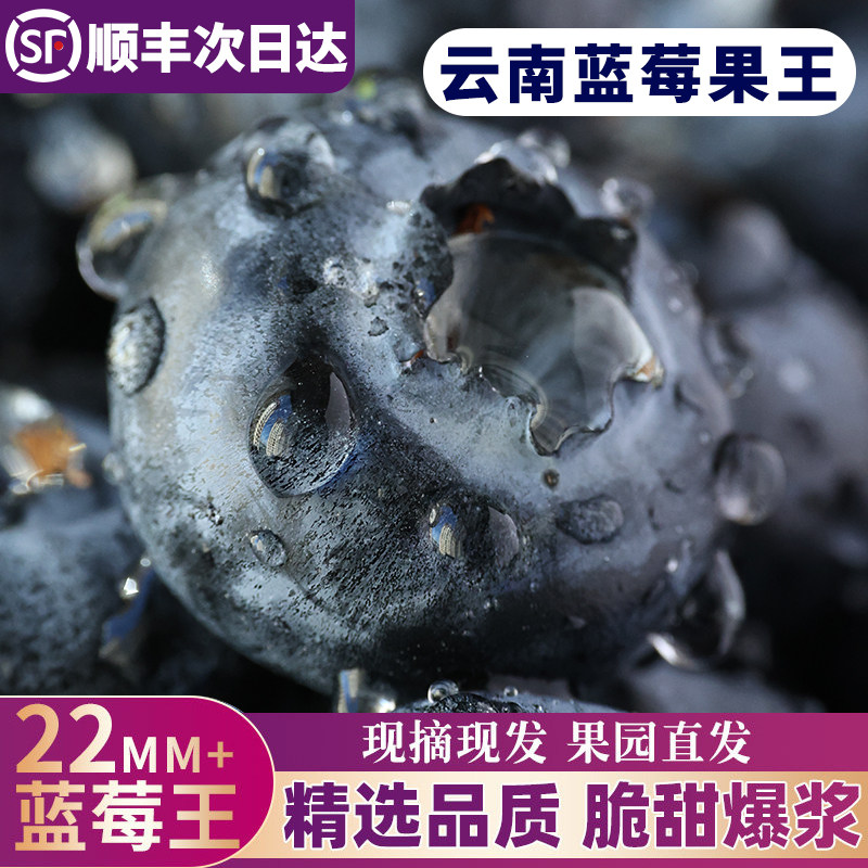 正宗云南花香蓝莓新鲜水果当季鲜果现摘特大果孕妇整箱顺丰包邮