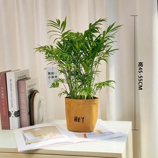 常青好养绿植除甲醛净化空气室内 散尾葵凤尾竹四季 袖 珍椰子盆栽