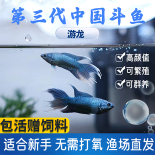 中国斗鱼游龙活体热带鱼淡水冷水观赏鱼免打氧泰国耐活小鱼缸鱼苗