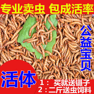 黄粉虫活虫面包虫活体鲜活虫龟八哥仓鼠画眉鸟食龙鱼饲料 500g 包邮