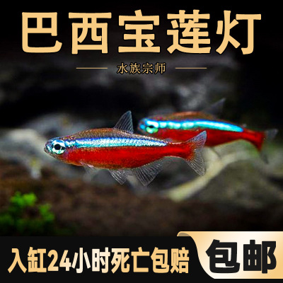 巴西宝莲灯鱼红绿灯科鱼热带淡水观赏小型水草群游斑马孔雀鱼大号