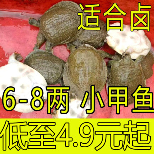 【养殖 卤味 两用】鲜活食用小甲鱼活体苗小中华鳖苗水鱼团鱼王八