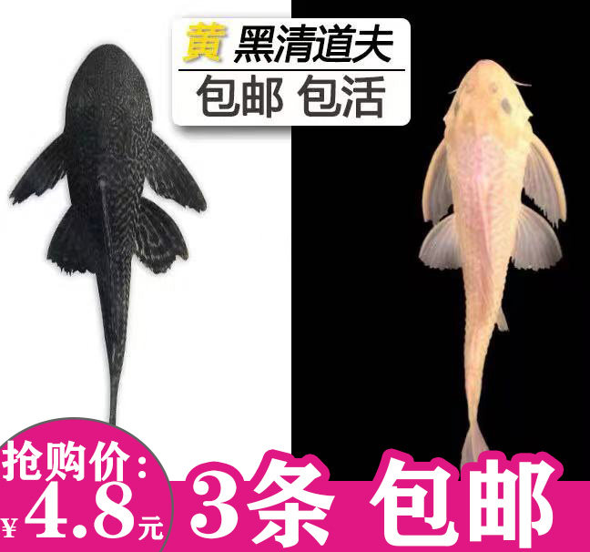 清道夫鱼缸清洁工鱼观赏热带淡水鱼