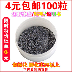 蚕宝宝卵包邮蚕宝宝活体蚕种春蚕卵蚕蚕籽送孵化盒送鹅毛新鲜桑叶