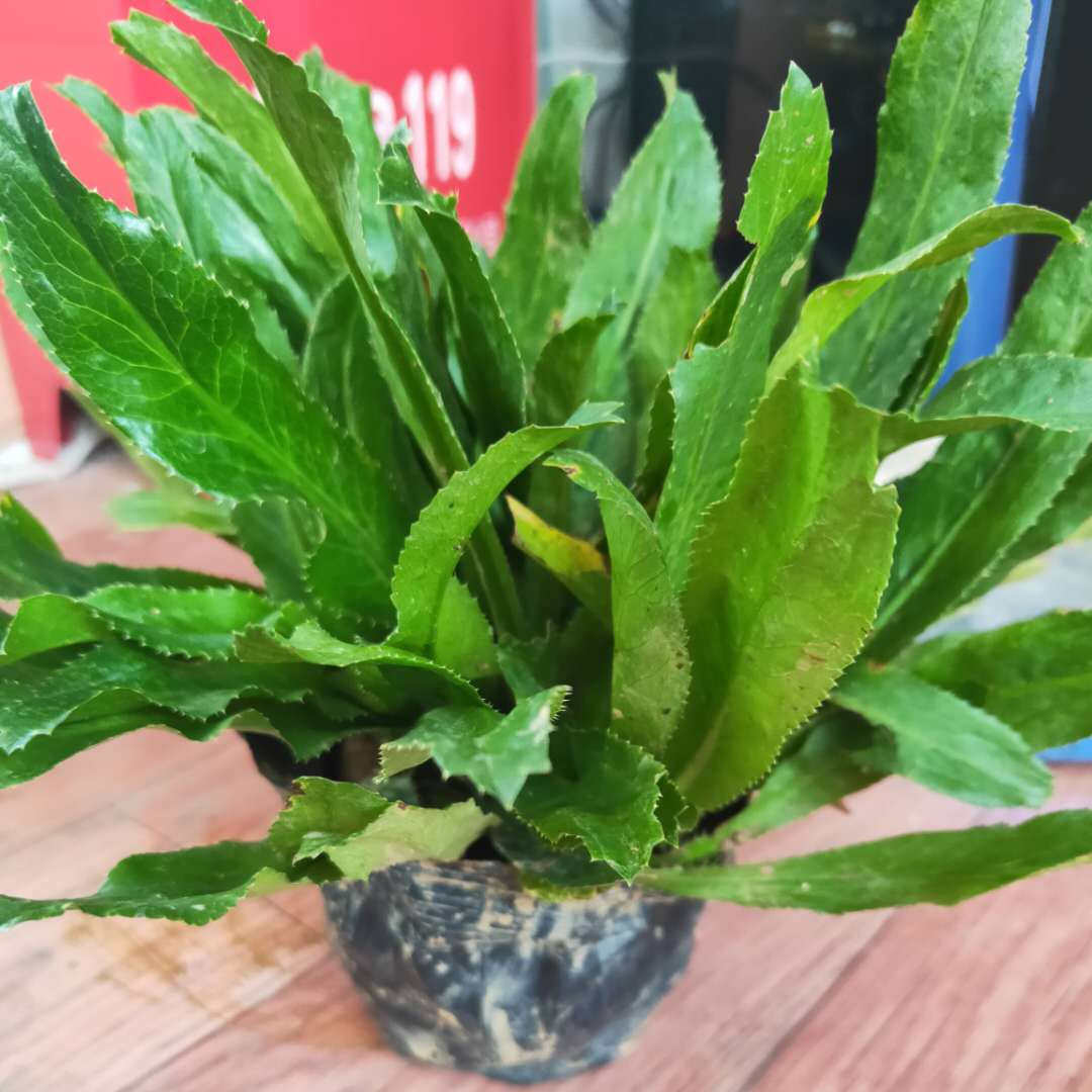 云南新鲜大香菜芫荽苗刺芹调料香料四季绿色食用香菜野生新鲜