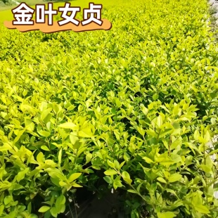 四季常青金叶女贞球耐旱抗冻易成活庭院花镜绿篱造型树苗抗病虫害