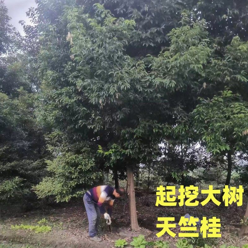 天竺桂大树绿篱成都工程苗木直销工地栽种树木造林造景行道树南方