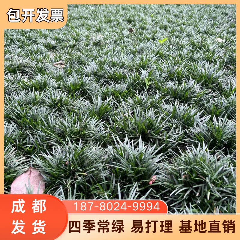 矮麦冬玉龙草庭院公园造景地被植物细叶麦冬绿化工程苗木沿阶草