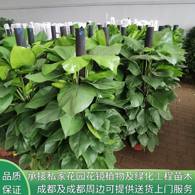 花镜植物大叶绿萝大型绿植室内办公室客厅商场盆景开业乔迁暖房