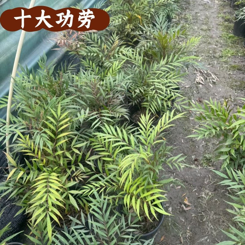 狭叶十大功劳庭院园林绿化工程树