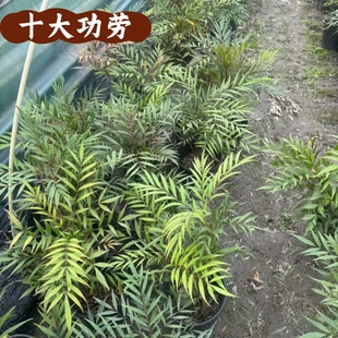 狭叶十大功劳庭院园林绿化工程树苗十大功劳四季常青耐寒观叶植物