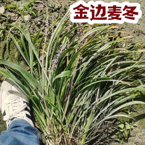 日本矮麦冬草耐寒别墅庭院