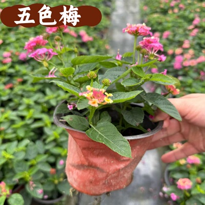 五色梅盆栽五彩花四季棒棒糖大苗庭院室外地栽带花植物花期长绿植